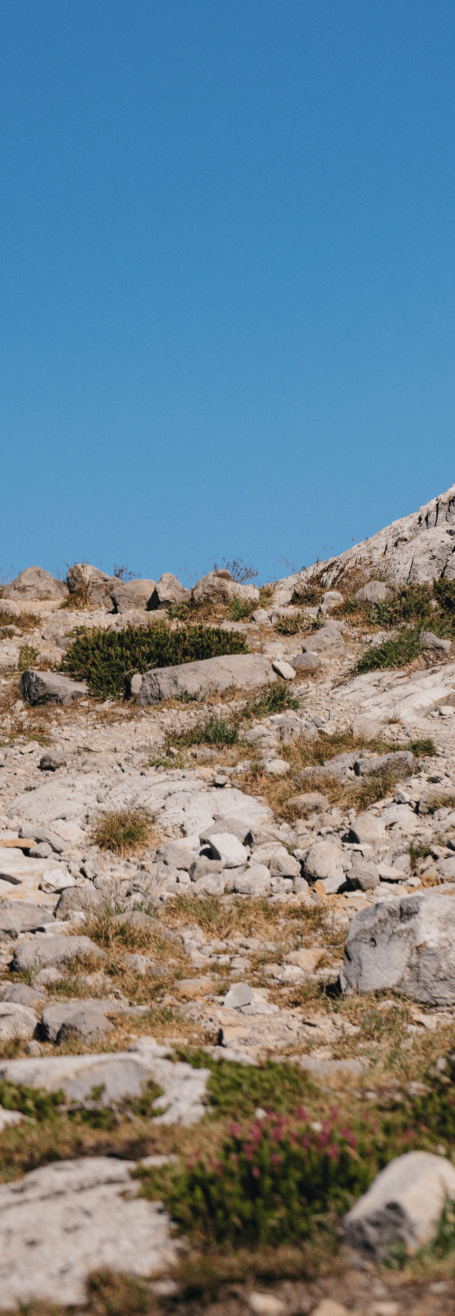 Shallow limestone soil of the Garraf