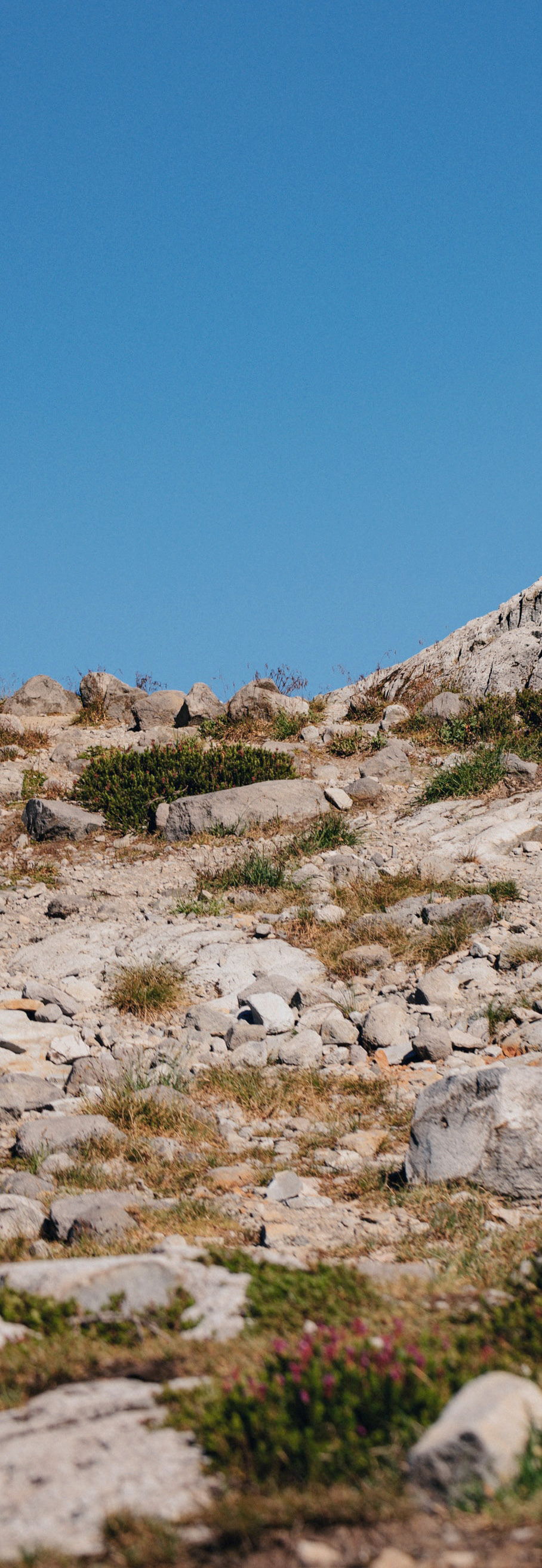 Shallow limestone soil of the Garraf